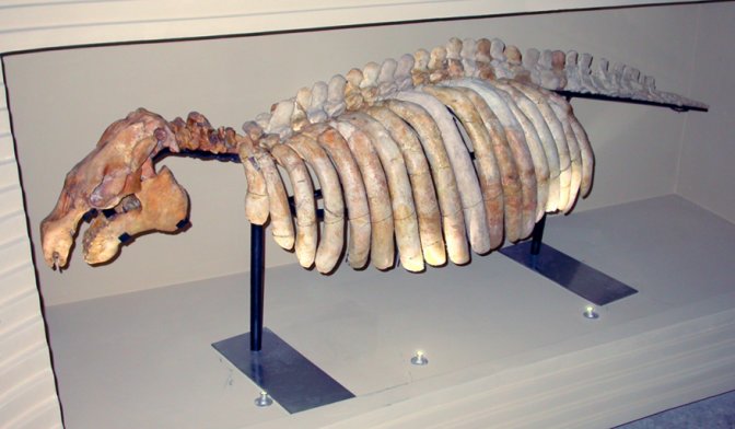 Halitherium schinzi, au Musée d'Histoire Naturelle de Venise
